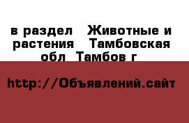 в раздел : Животные и растения . Тамбовская обл.,Тамбов г.
